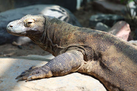 A close up view of a Komodo dragon Varanus komodoensis laying in the shade.