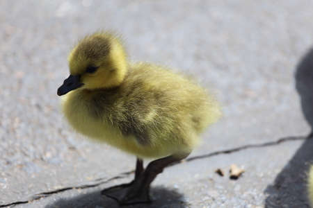 A close up view of a Canadian goose duckling walking on concrete.の写真素材