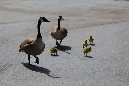 A family of Canadian geese walking on concrete which includes both parents and duckling.