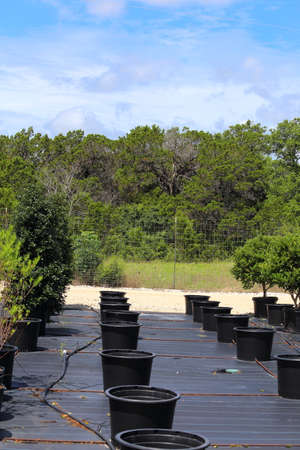 A Plant nursery that has different species of plants lined up in rows.の写真素材