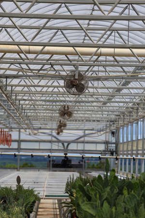 A Plant nursery growing different types of plants like plumbago lantana salvia and annuals.の写真素材