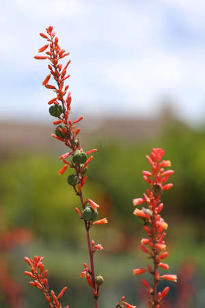 A red yucca bloom flower with seed pods growing on the stem as well.の写真素材