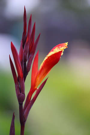 A close up view of a canna flower that shows red and yellow colors.の写真素材
