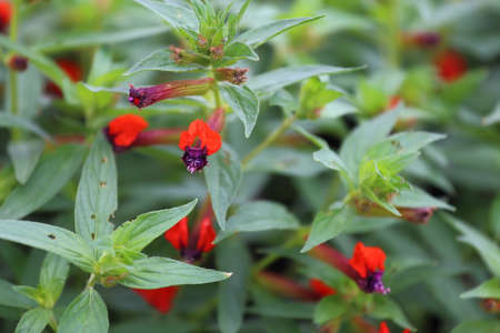 A close up view of bat faced cuphea blooms which are purple and red in color.の写真素材
