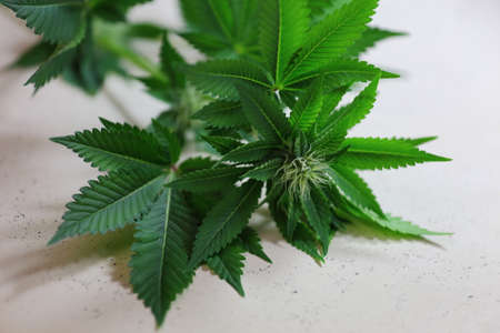 A close up view of a marijuana plant in mid bloomの写真素材