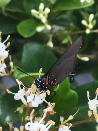 A great purple hairstreak nectaring on a ligustrum plant.の素材