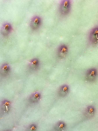 Close view of a purple opuntia cactus.の素材
