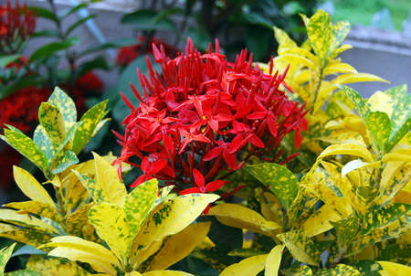 Bunch of red Ixora flowersの写真素材
