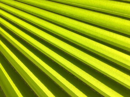 Palm leaves pattern