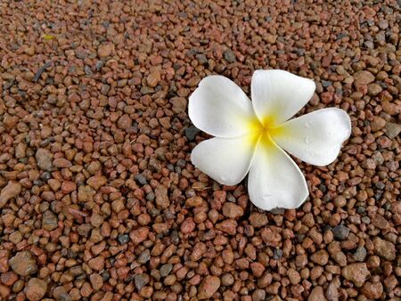 Plumeria flower on small stonesの素材