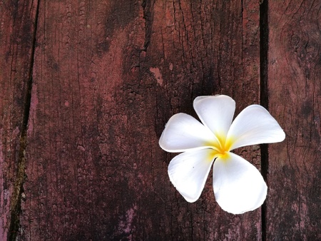 Plumeria flower on old woodの素材