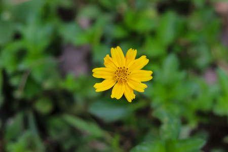 Singapore daisy flower or Sphagneticola trilobata blossoming in the middle of the bush. Beautiful...