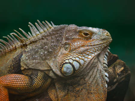 Close up Orange Iguana (also known as Common or American iguana)の写真素材