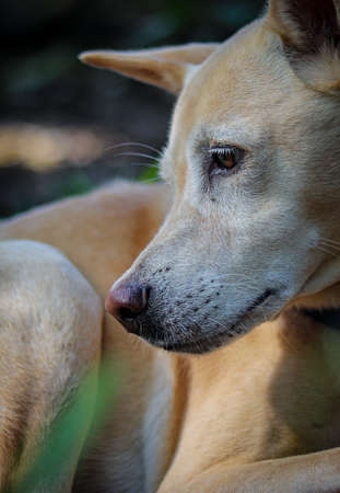 Bored sad dog. Portrait of a sad dog, looking to the side.の写真素材