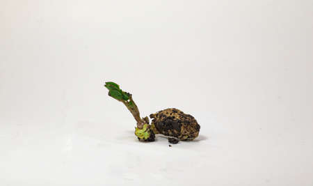 Macro of groundnut (Arachis hypogaea) seedling germinated on a white background. Sprouted peanut with a Young Sproutの写真素材