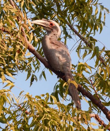 Indian grey Hornbill sitting on a branch with sky in the backgroundの写真素材