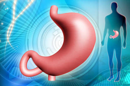 digital illustration of human stomach in digital background   の写真素材