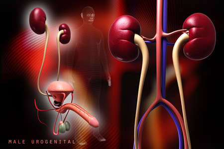 Digital illustration of  kidney in colour backgroundの写真素材