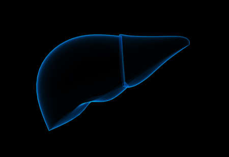 Digital illustration of liver in colour backgroundの写真素材