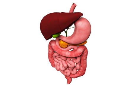 Digital illustration of human digestive system in colour backgroundの写真素材