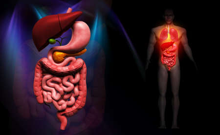 Digital illustration of human digestive system in colour backgroundの写真素材