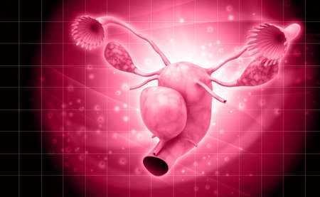 Digital illustration of female reproductive system in colour background