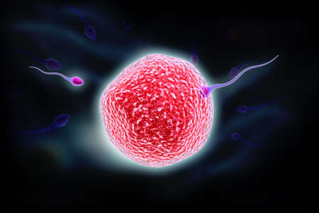 digital illustration ovule in colour backgroundの写真素材