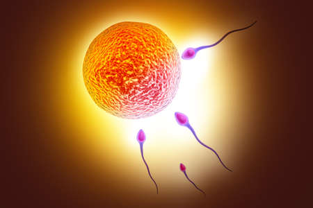digital illustration of sperm and ovule in colour background