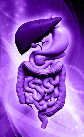 Digital illustration of human digestive system in colour backgroundの写真素材