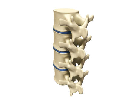 Digital illustration of human spine in colour background