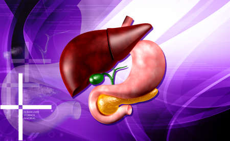 human liver and stomach in digital background