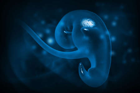 digital illustration of embryonic development in digital backgroundの写真素材