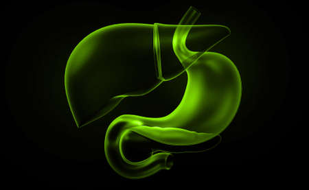 Digital illustration of stomach and liver in colour backgroundの写真素材