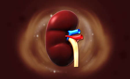 Digital illustration of human kidney in digital background