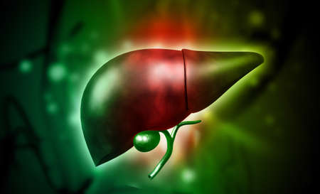 Digital illustration of liver in colour background