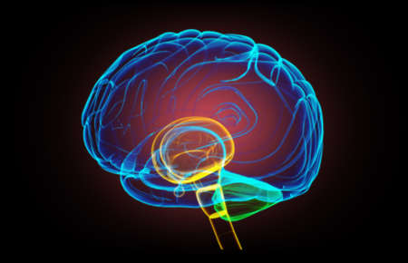X- ray human brain top view