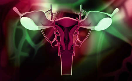 Digital illustration of female reproductive system in colour backgroundの写真素材