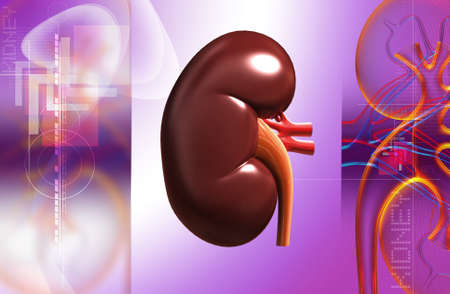 Digital illustration of human kidney in digital background
