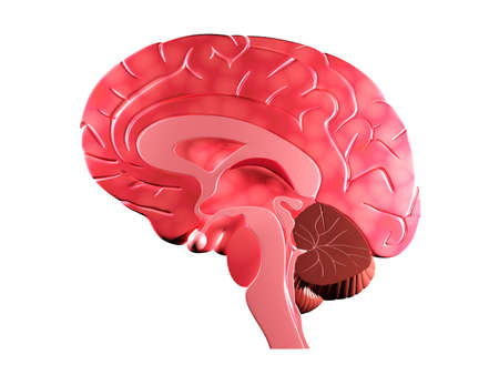 Digital illustration of brain in colour background