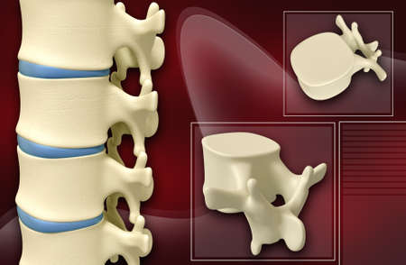 Digital illustration of human spine in colour backgroundの写真素材