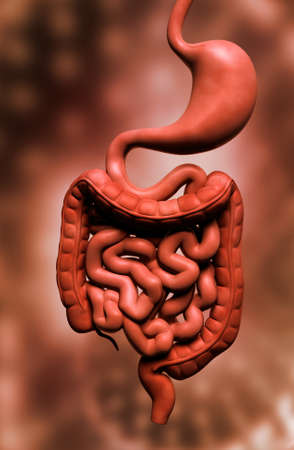 Digital illustration of human digestive system in colour backgroundの写真素材