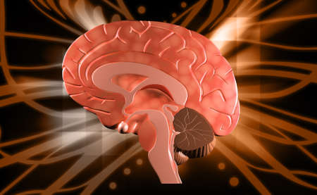 Digital illustration of brain in colour background