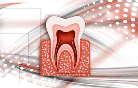 Digital Illustration of tooth structure in digital backgroundの写真素材