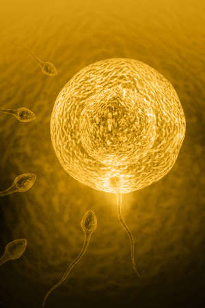 digital illustration of sperm and ovule in colour backgroundの写真素材