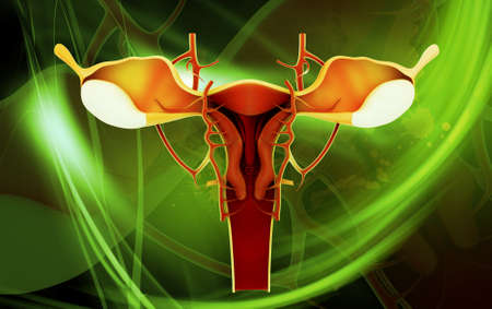 Digital illustration of female reproductive system in colour background