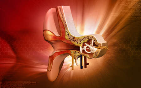 Ear anatomy in colour backgroundの写真素材