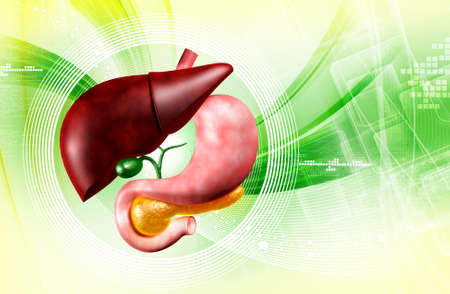 Digital illustration of stomach and liver in colour backgroundの写真素材