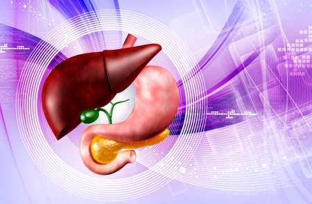 Digital illustration of stomach and liver