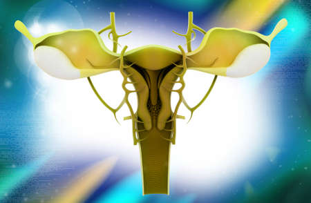 Digital illustration of female reproductive system in colour backgroundの写真素材