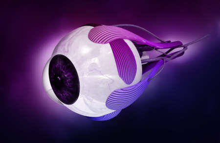 digital illustration of a human eye in white background